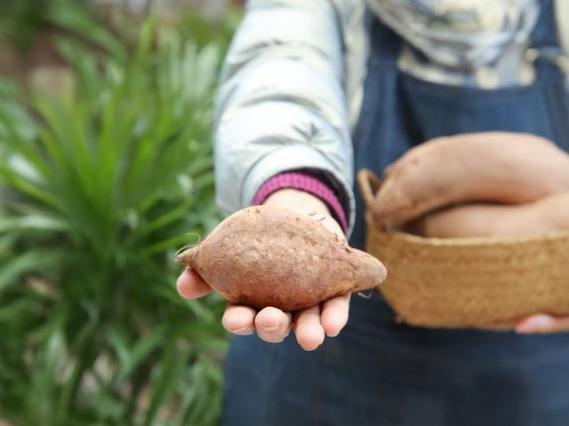 С корнеклубнями батата нужно быть особенно осторожными. Магазинные и импортные клубни часто не прорастают из-за долгого периода покоя и обработки ингибиторами. Надёжнее приобретать посадочный материал у местных коллекционеров и специализированных хозяйств.