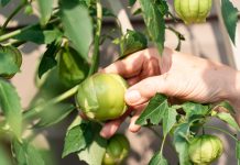 Невероятный физалис в моём саду — от земляничного до овощного