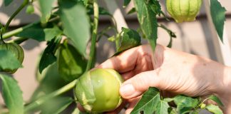 Невероятный физалис в моём саду — от земляничного до овощного - Лучшее Невероятный физалис в моём саду — от земляничного до овощного