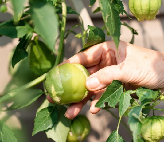 Невероятный физалис в моём саду — от земляничного до овощного