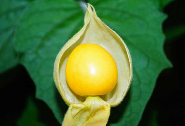 Земляничный физалис — десертный вид, который многие пробовали вырастить хотя бы раз. Он неприхотлив и по уходу близок к томатам, но очень любит солнце: в тени плоды теряют сладость. Растение компактное, 40–70 см высотой, с опушёнными побегами. В средней полосе выращивается через рассаду, а на юге нередко даёт самосев. Земляничный физалис — десертный вид, который многие пробовали вырастить хотя бы раз. Он неприхотлив и по уходу близок к томатам, но очень любит солнце: в тени плоды теряют сладость. Растение компактное, 40–70 см высотой, with опушёнными побегами. В средней полосе выращивается через рассаду, а на юге нередко даёт самосев.