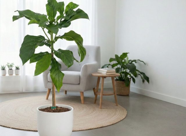 Взрослое деревце нони может стать прекрасным украшением интерьера Взрослое деревце нони может стать прекрасным украшением интерьера