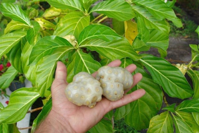 Процесс созревания: плоды меняют цвет с ярко-зеленого на восково-белый. Именно в этот момент они приобретают свой специфический «сырный» аромат. Процесс созревания: плоды меняют цвет с ярко-зеленого на восково-белый. Именно в этот момент они приобретают свой специфический «сырный» аромат.