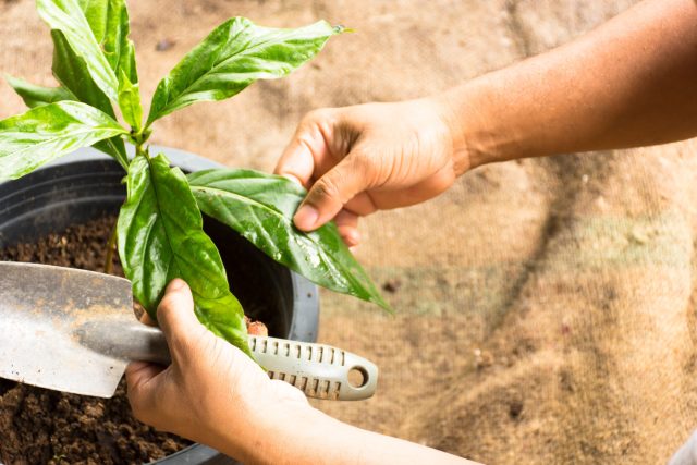 Молодой саженец нони легко адаптируется к жизни в контейнере, если обеспечить ему рыхлый грунт и достаточное тепло. Молодой саженец нони легко адаптируется к жизни в контейнере, если обеспечить ему рыхлый грунт и достаточное тепло.
