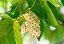 Нони, или Сырное дерево — от семечки до урожая у себя в квартире