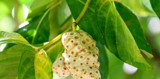 Нони, или Сырное дерево — от семечки до урожая у себя в квартире