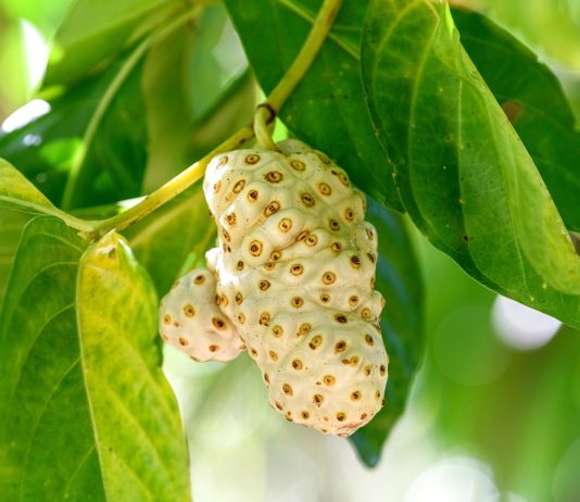 Нони, или Сырное дерево — от семечки до урожая у себя в квартире