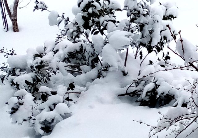 В таком виде османтусы переживали понижения температуры до -20°С