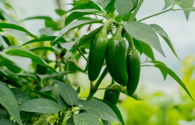 Мексиканская классика с мясистыми, толстостенными плодами. Острота умеренная, вкус с лёгкой сладостью. Отлично подходит для фарширования и маринования целиком. В теплице даёт ровный, красивый и очень вкусный урожай. Мексиканская классика с мясистыми, толстостенными плодами. Острота умеренная, вкус с лёгкой сладостью. Отлично подходит для фарширования и маринования целиком. В теплице даёт ровный, красивый и очень вкусный урожай.