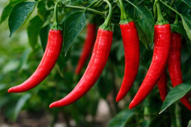 Классический острый перец, проверенный десятилетиями. Компактные кусты усыпаны ярко-красными удлиненными плодами. Стабильно плодоносит в теплице и под укрытием, подходит даже для балкона и подоконника. Классический острый перец, проверенный десятилетиями. Компактные кусты усыпаны ярко-красными удлиненными плодами. Стабильно плодоносит в теплице и под укрытием, подходит даже для балкона и подоконника.