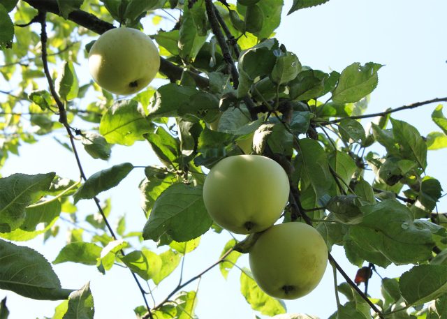 Папировка — прибалтийский родственник Белого налива. Более кислая, менее ароматная, но с высоким содержанием витамина C и лучшей устойчивостью к болезням. Папировка — прибалтийский родственник Белого налива. Более кислая, менее ароматная, но с высоким содержанием витамина C и лучшей устойчивостью к болезням.