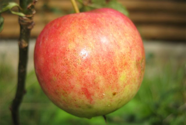 Один из лучших лежких сортов, выведенных Мичуриным. Яблоки сохраняют вкус до весны, сочетая винную сладость, плотную мякоть и тонкий аромат. Один из лучших лежких сортов, выведенных Мичуриным. Яблоки сохраняют вкус до весны, сочетая винную сладость, плотную мякоть и тонкий аромат.