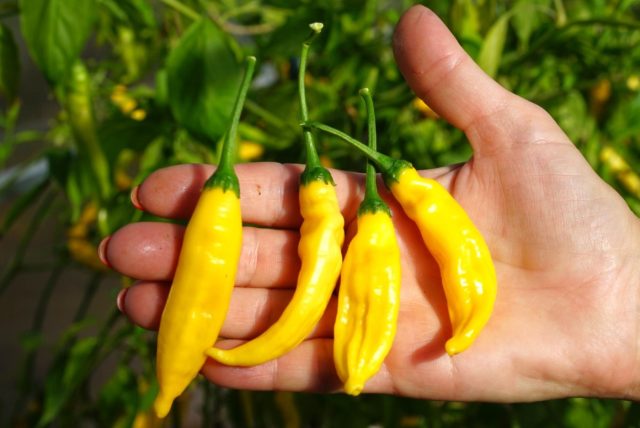 Необычный острый перец с ярким цитрусовым ароматом. Жёлтые плоды сочетают высокую жгучесть и лимонные нотки. Идеален для соусов, маринадов и необычных авторских заготовок. Необычный острый перец с ярким цитрусовым ароматом. Жёлтые плоды сочетают высокую жгучесть и лимонные нотки. Идеален для соусов, маринадов и необычных авторских заготовок.