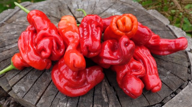 Голландский сорт с крупными толстостенными плодами. Острота варьируется от средней до высокой, вкус насыщенный и сочный. Отлично подходит для фарширования, маринадов и свежего употребления. Голландский сорт с крупными толстостенными плодами. Острота варьируется от средней до высокой, вкус насыщенный и сочный. Отлично подходит для фарширования, маринадов и свежего употребления.