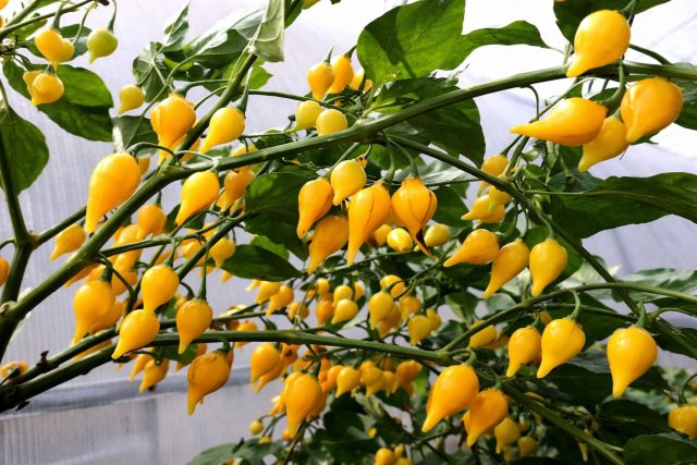 Компактный декоративный перец с солнечными жёлтыми плодами. Небольшие кусты отлично подходят для горшков и балконов. Острота средняя, вкус мягкий с лёгкой сладостью и приятным ароматом. Компактный декоративный перец с солнечными жёлтыми плодами. Небольшие кусты отлично подходят для горшков и балконов. Острота средняя, вкус мягкий с лёгкой сладостью и приятным ароматом.