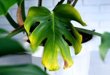 Почему тускнеют листья у декоративно-лиственных растений?