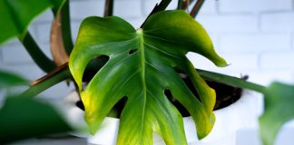 Почему тускнеют листья у декоративно-лиственных растений?