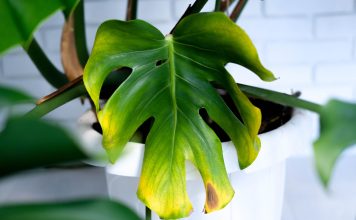 Почему тускнеют листья у декоративно-лиственных растений? Почему тускнеют листья у декоративно-лиственных растений?