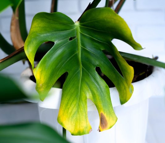 Почему тускнеют листья у декоративно-лиственных растений? - Комнатные растения Почему тускнеют листья у декоративно-лиственных растений?