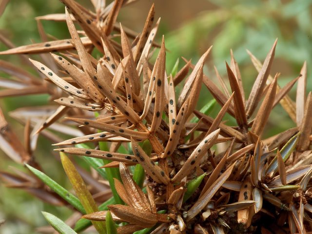 Шютте — грибковая болезнь самой хвои. Иголки желтеют, буреют и осыпаются, а ветви быстро оголяются. В сырости и загущённых посадках инфекция распространяется стремительно, и одна вспышка может испортить внешний вид хвойного на годы.