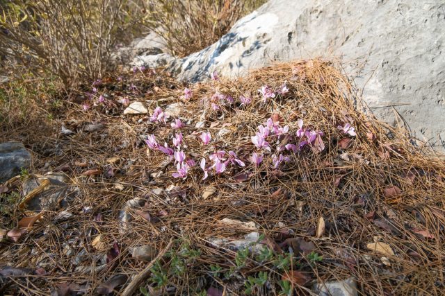 Опадающая хвоя медленно разлагается и повышает кислотность почвы. Под взрослыми деревьями pH может снижаться настолько, что большинство садовых растений перестают усваивать питание и плохо растут.
