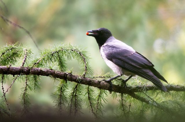 Хвойные привлекают ворон и сорок. Во время гнездования они шумят, проявляют агрессию и оставляют следы жизнедеятельности под деревом, а избавиться от них законно бывает сложно.