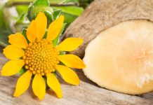 Якон — почему я продолжу его выращивать? Почему я жалею, что не сажала якон раньше?