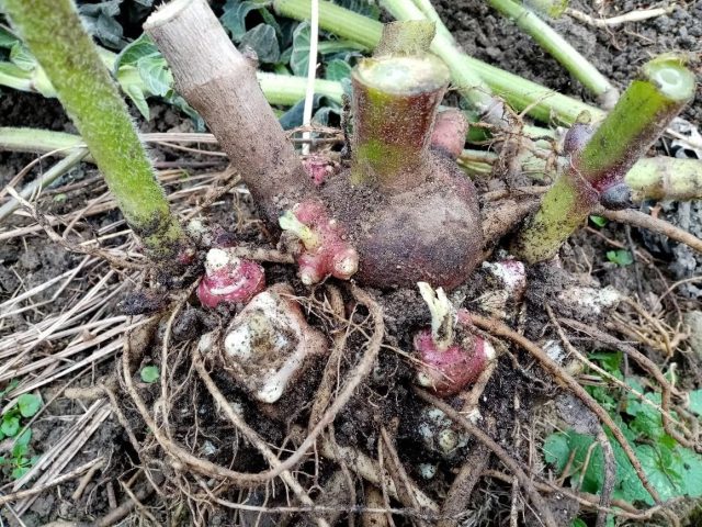 Сформировавшиеся почки замещения