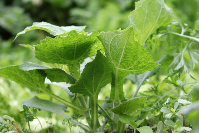 Оптимальная температура для выращивания якона +18...+25°C, но для образования приемлемого урожая потребуется месяцев пять роста. То есть в средней полосе вне теплицы можно надеяться только на красивое орнаментальное растение
