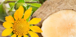 Почему я жалею, что не сажала якон раньше?