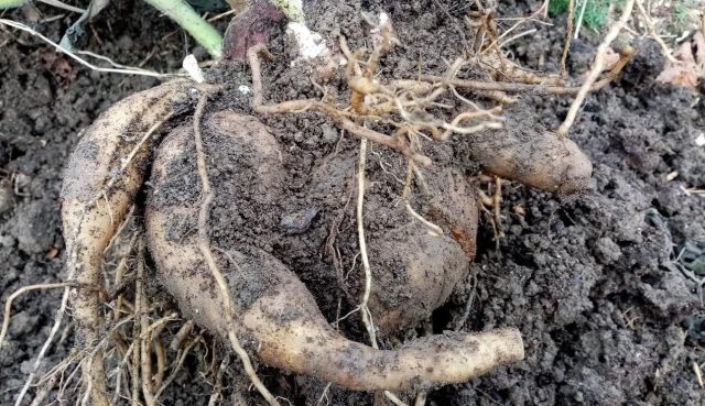 У меня набралось с десяток клубней общим весом килограмма на два. Если бы на поливе, было бы раза в полтора больше.