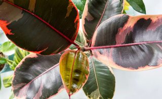 Фикус Эластика «Белиз» (Ficus elastica ‘Belize’) Фикус Эластика «Белиз» (Ficus elastica ‘Belize’)