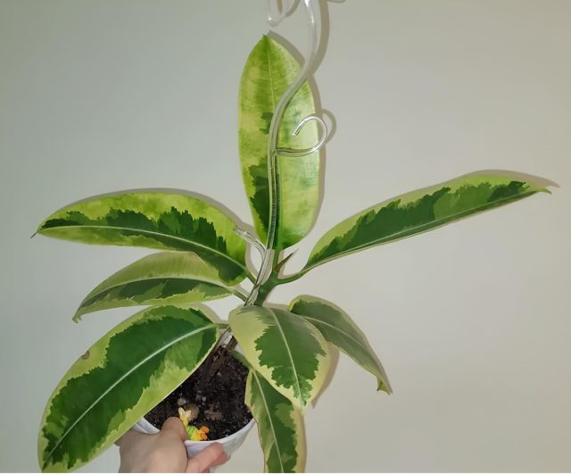 Фикус эластика «Дошери» легко узнать по узким заострённым листьям и мраморной вариегатности с лимонными оттенками. Фикус эластика «Дошери» легко узнать по узким заострённым листьям и мраморной вариегатности с лимонными оттенками.