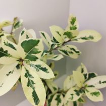 Фикус Эластика «Альбомаргината» (Ficus elastica ‘Albomarginata’) «Альбомаргината» (Ficus elastica ‘Albomarginata’)