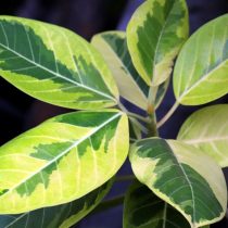 Фикус Эластика «Йеллоу Джем» (Ficus elastica ‘Yellow Gem’) Фикус Эластика «Йеллоу Джем» (Ficus elastica ‘Yellow Gem’)