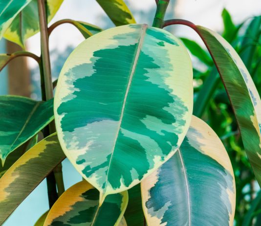 Как отличить популярные сорта Фикуса Эластика? Разбираемся в нюансах - Комнатные растения Как отличить популярные сорта Фикуса Эластика? Разбираемся в нюансах