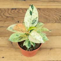 Фиксу Эластика «Шривериана» (Ficus elastica ‘Shriveriana’) Фиксу Эластика «Шривериана» (Ficus elastica ‘Shriveriana’)