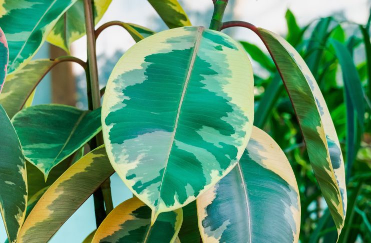 Как отличить популярные сорта Фикуса Эластика? Разбираемся в нюансах