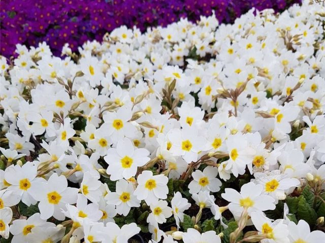 Примула Юлии «Сноу Уайт» (Primula juliae ‘Snow White’) Примула Юлии «Сноу Уайт» (Primula juliae ‘Snow White’)