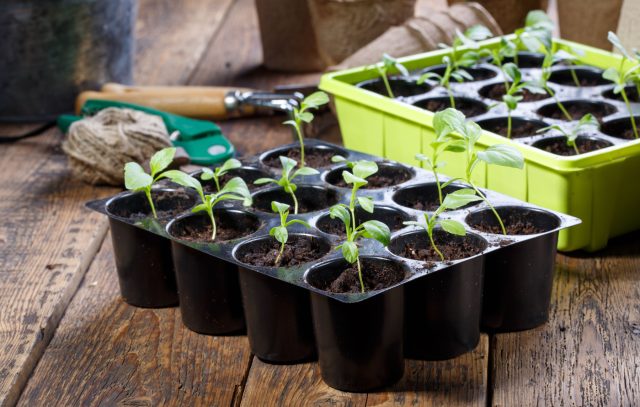 Крепкая и здоровая рассада начинается не с семян, а с безупречно чистых контейнеров. Повторное использование качественного пластика помогает сберечь бюджет и природу, но только при условии полной дезинфекции каждой ячейки перед новым сезоном.