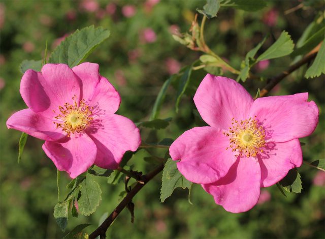 Шиповник — природная роза с бонусом: крупные душистые цветки украшают сад и собирают пчёл, а осенью куст одаривает витаминными плодами.