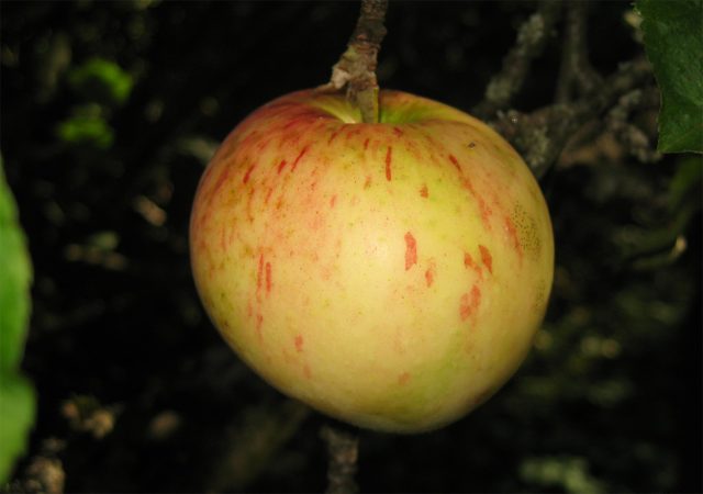Штрифель — осенний сорт с богатым вкусом и лёгкой благородной горчинкой. Его ценили за урожайность, сочность и способность храниться до начала зимы. Штрифель — осенний сорт с богатым вкусом и лёгкой благородной горчинкой. Его ценили за урожайность, сочность и способность храниться до начала зимы.
