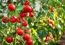 Сорта раннеспелых томатов, которые обеспечат вас урожаем