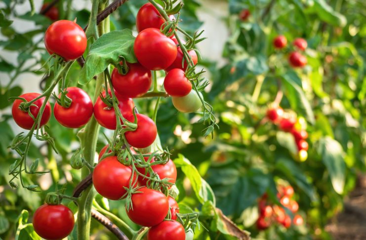 Сорта раннеспелых томатов, которые обеспечат вас урожаем