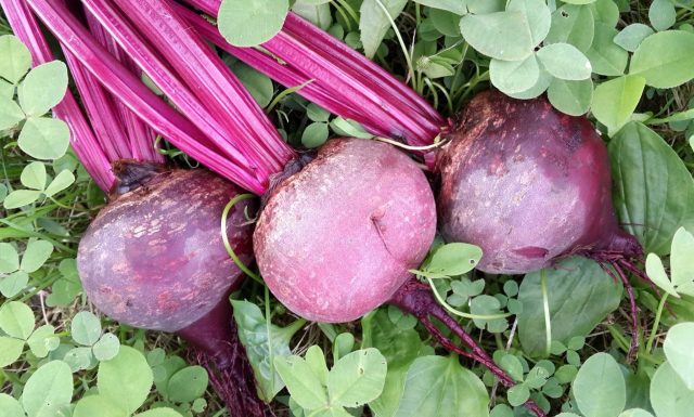 Свёкла Детройт даёт округлые, ровные корнеплоды с гладкой тёмно-красной мякотью. На срезе почти нет колец, волокна тонкие, вкус сладкий и насыщенный, идеальна для салатов и варки.