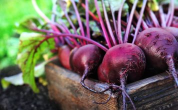 Сорта свёклы, которые я советую всем — нежные, вкусные и без колец
