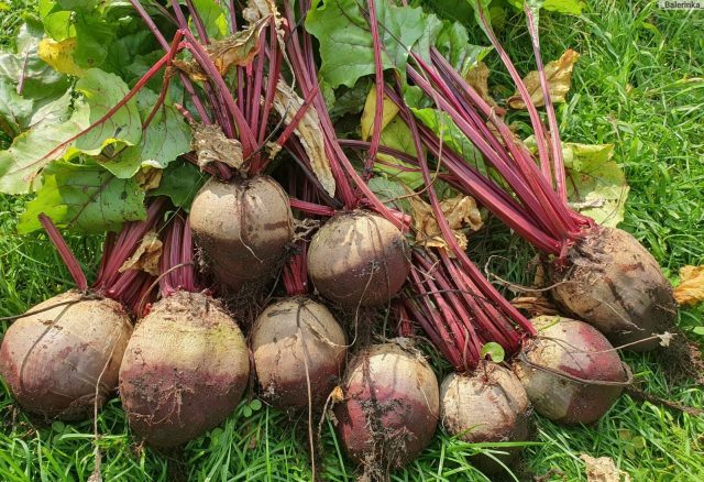 Пабло F1 — гибрид с глубоко-красной однородной мякотью и минимальными жилками. Корнеплоды аккуратные, сладкие, сочные, не теряют цвет при варке и подходят для салатов, соков и деликатных закусок.