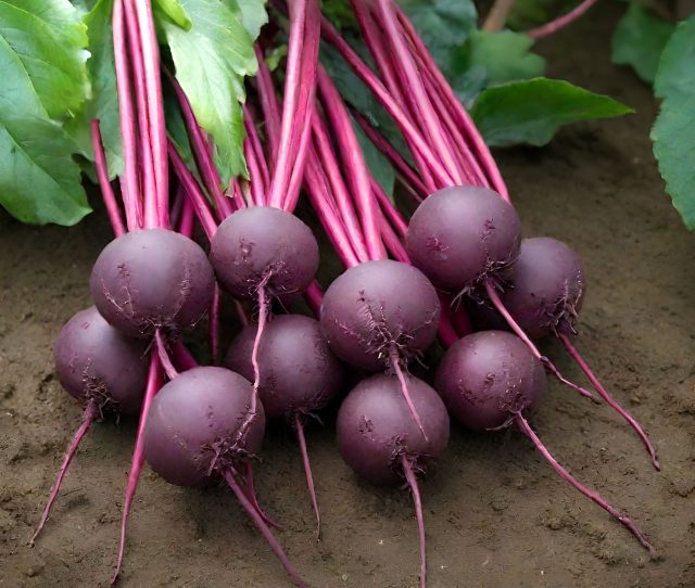 Рондо даёт плотные округлые корнеплоды с гладкой поверхностью и мелковолокнистой мякотью. После варки свёкла становится маслянистой и мягкой, вкус сладкий и насыщенный, без горечи.