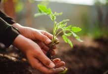 Томаты в пелёнках — выносливая рассада по методу Галины Кизимы