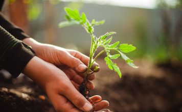 Томаты в пелёнках — выносливая рассада по методу Галины Кизимы
